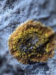 Leproplaca cirrochroa