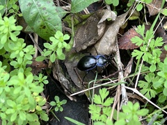 Carabus finitimus