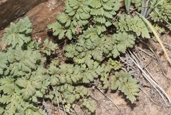 Myriopteris wrightii