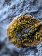 Leproplaca cirrochroa