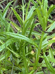 Helichrysum stenopterum