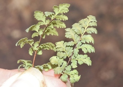 Myriopteris wrightii