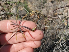 Ipomoea costellata