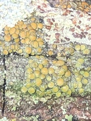 Lecanora symmicta