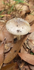 Amanita solaniolens