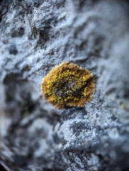 Leproplaca cirrochroa