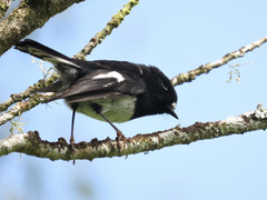 Petroica macrocephala toitoi