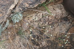 Eriogonum tenellum