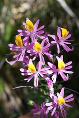 Schizanthus hookeri