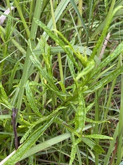 Helichrysum stenopterum