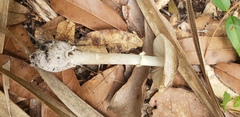 Amanita solaniolens
