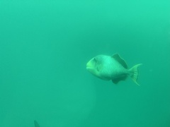 Pseudobalistes flavimarginatus