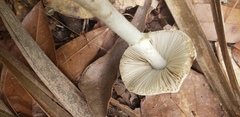 Amanita solaniolens