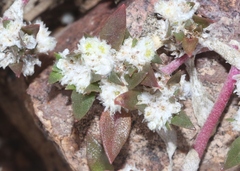 Guilleminea densa
