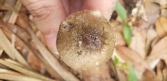 Amanita solaniolens