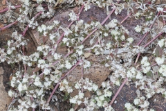 Guilleminea densa