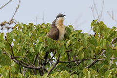 Coccyzus melacoryphus