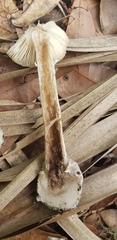 Amanita solaniolens