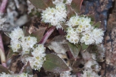 Guilleminea densa