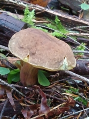 Xerocomellus mendocinensis