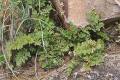 Myriopteris wrightii