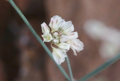 Eriogonum tenellum