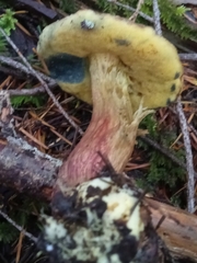 Xerocomellus mendocinensis