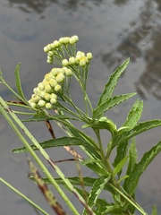 Nidorella ivifolia