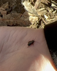 Parcoblatta americana