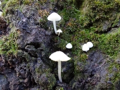 Hemimycena lactea