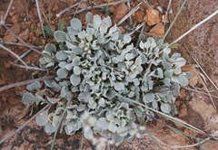 Eriogonum tenellum