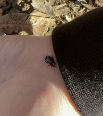 Parcoblatta americana