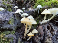 Hemimycena lactea