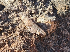 Leprus