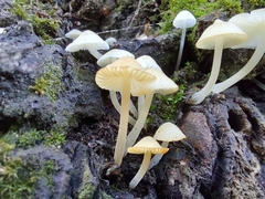 Hemimycena lactea
