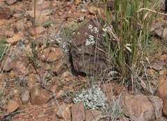 Eriogonum tenellum
