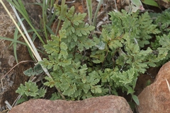 Myriopteris wrightii