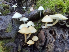 Hemimycena lactea