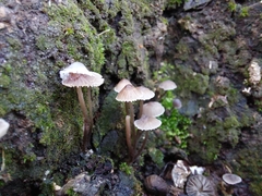 Hemimycena lactea