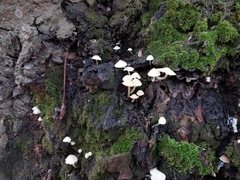 Hemimycena lactea