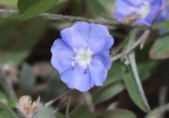 Evolvulus alsinoides