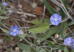 Evolvulus alsinoides