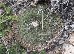 Mammillaria meiacantha