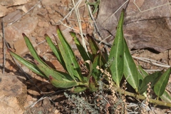 Asclepias asperula