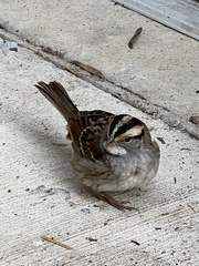 Zonotrichia albicollis