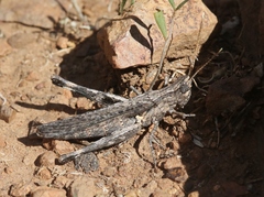 Acantherus piperatus