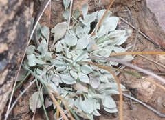 Eriogonum tenellum