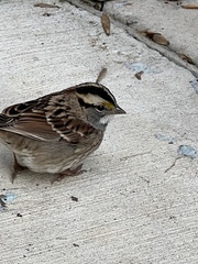 Zonotrichia albicollis