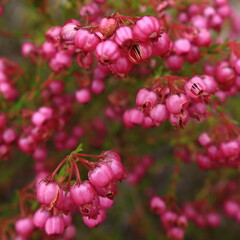 Erica multumbellifera