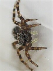 Pseudeuophrys lanigera